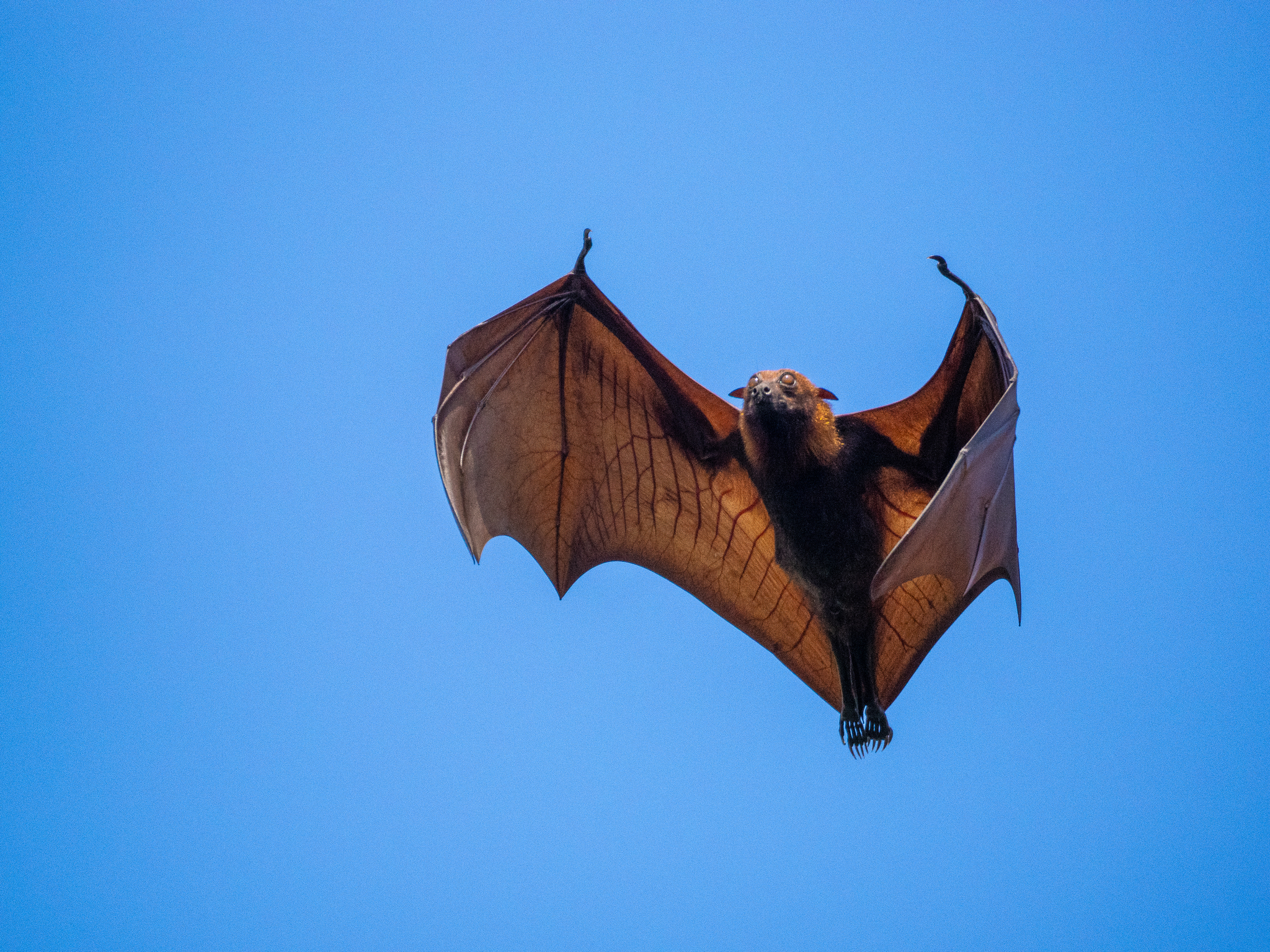 Pteropus vampyrus