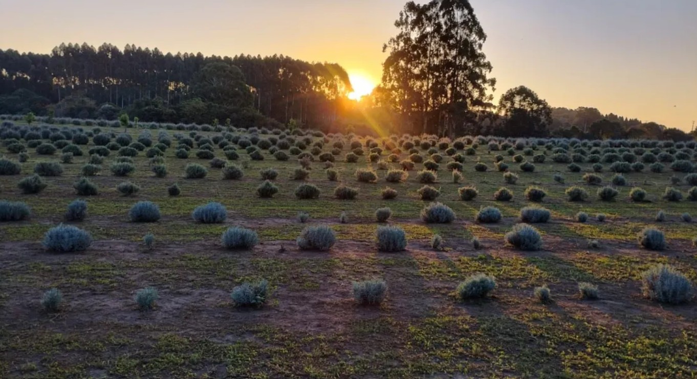 Campo com fileiras de arbustos baixos e arredondados, com folhagem verde-acinzentada, sob um céu claro. O sol poente brilha intensamente atrás de árvores altas no horizonte, criando um brilho dourado.